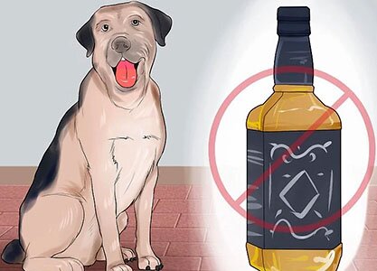 опасные продукты для собаки